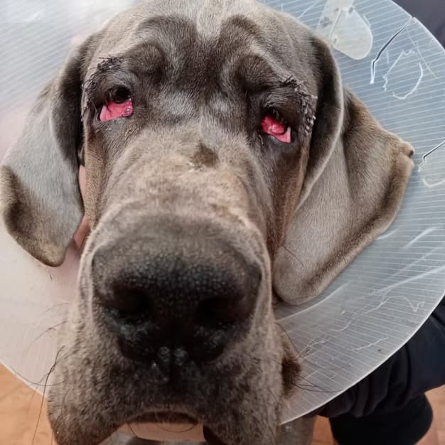 Doga s ochranným límcem