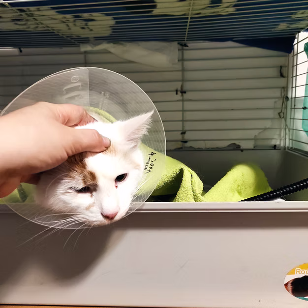 Kočka s ochranným límcem