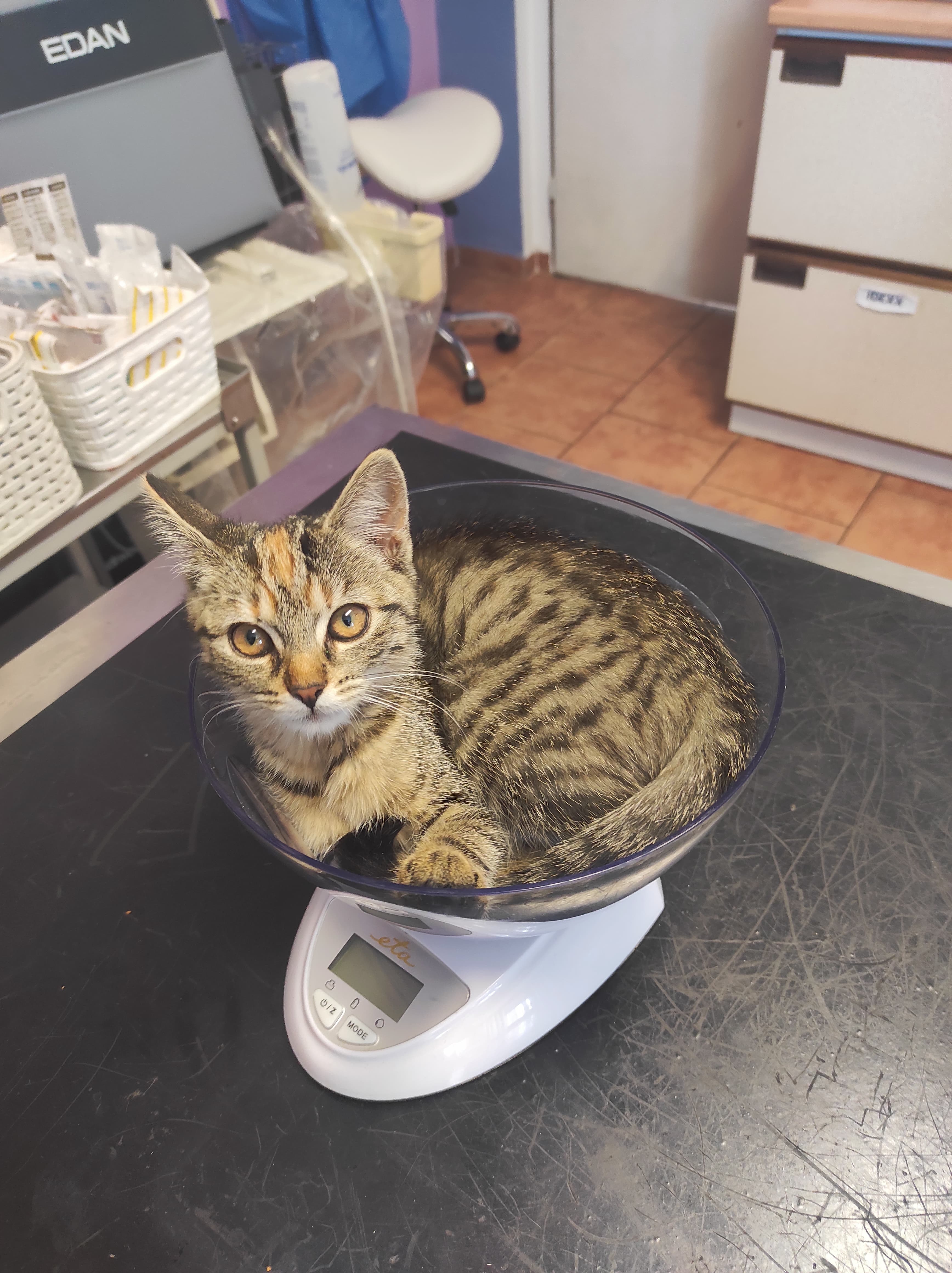 Kočka na váze