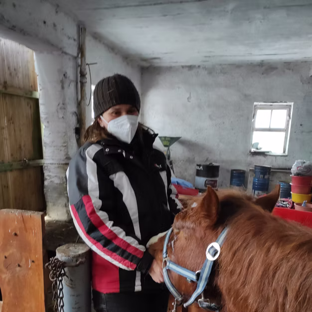 Vyšetření koně v terénu