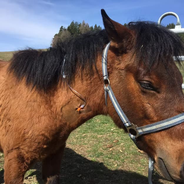 Terénní vyšetření koně