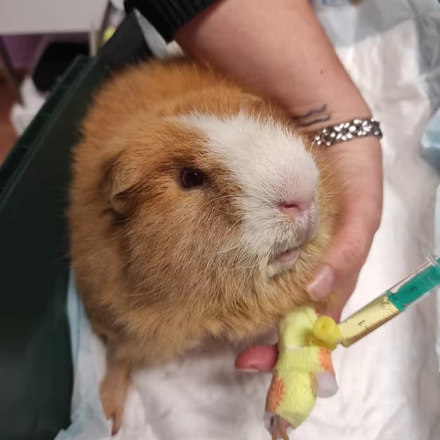 Morče při vyšetření