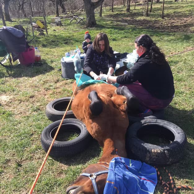 Terénní vyšetření koně