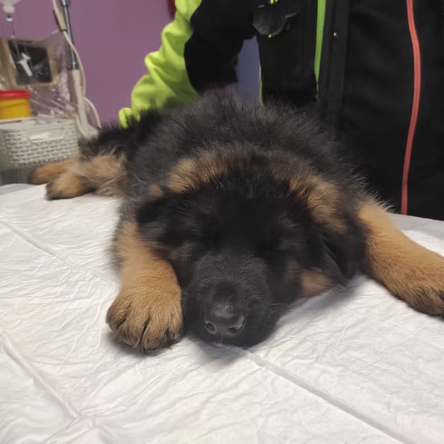 Štěně při vyšetření