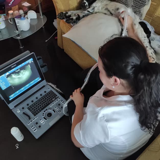 Ultrazvukové vyšetření