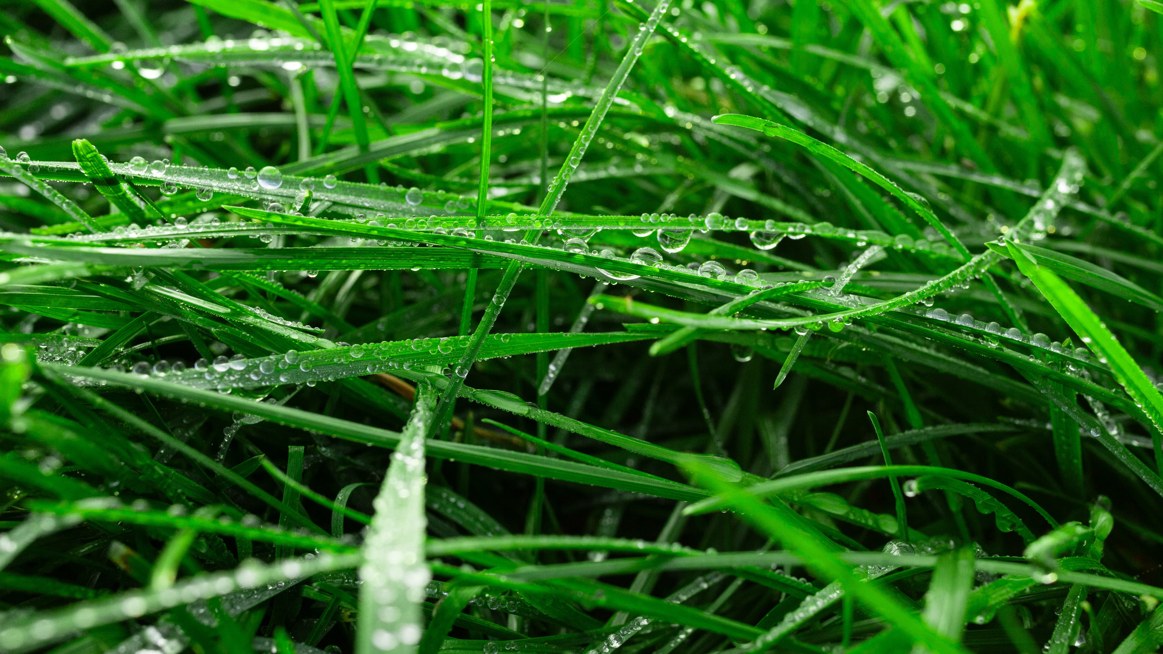 Odčervení a paraziti